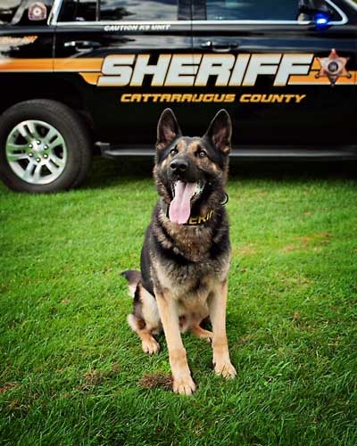 Sheriff's Office K9 Nichols