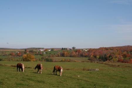 Horses in Conewango