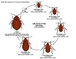 Bed_Bug_LifeCycle.jpg