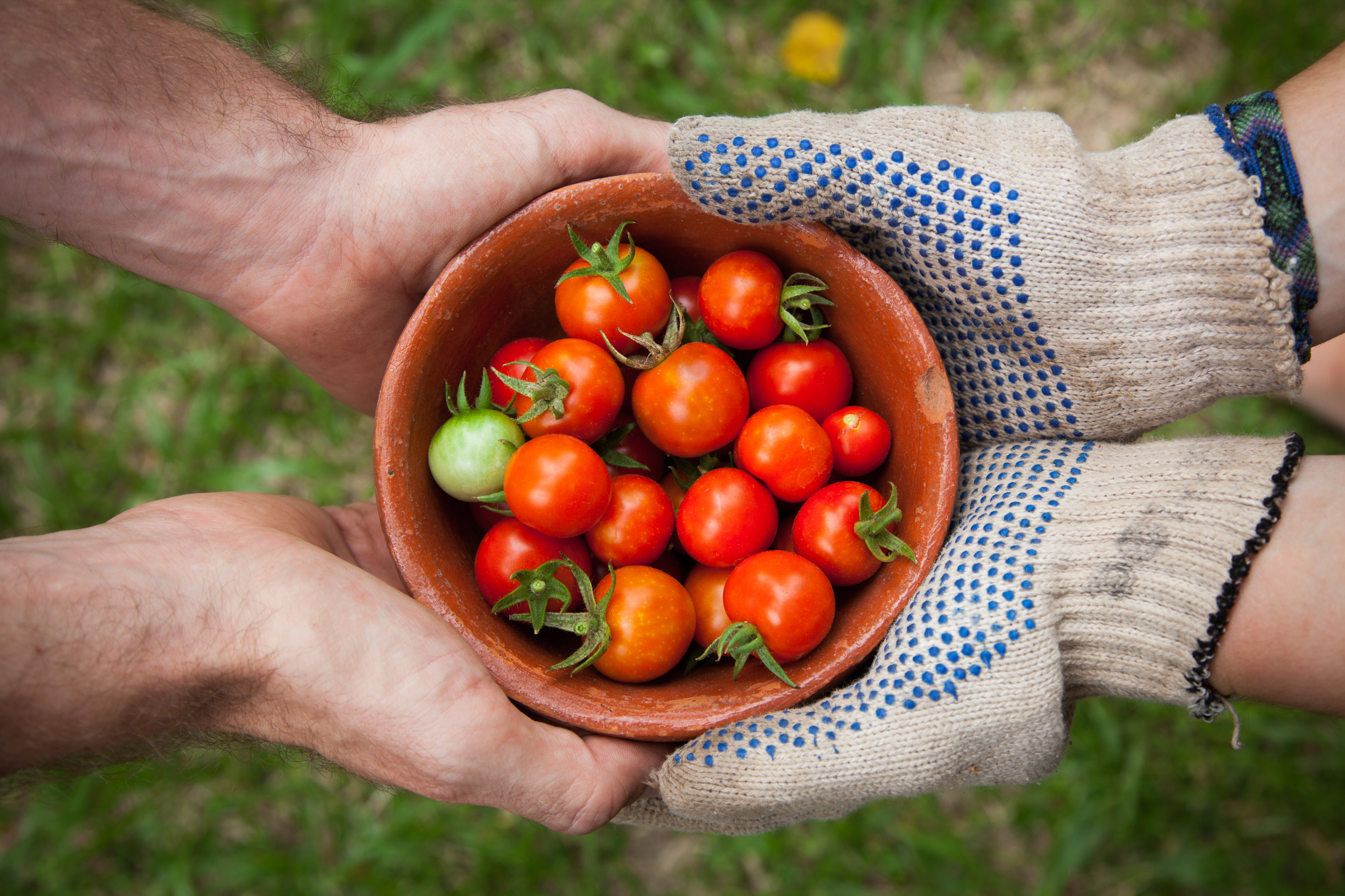 tomatoes_0.jpg